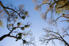 Zdroj: Flickr.com, autor: Orin Zebest  