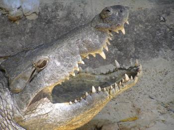 Poznejte jedinečný svět krokodýlů. Navštivte unikátní krokodýlí ZOO v Protivíně!