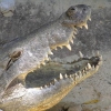 crocodile-289298-960-720