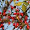 rose-hip-2697670-960-720