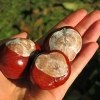 horse-chestnut-1748974-960-720