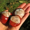 horse-chestnut-1748974-960-720
