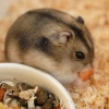 phodopussungorus-2